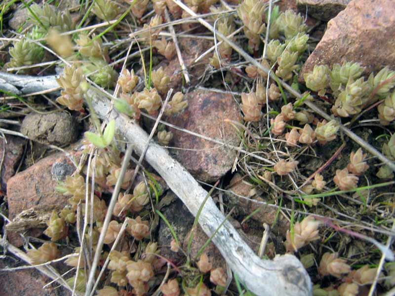Изображение особи Macrosepalum tetramerum.