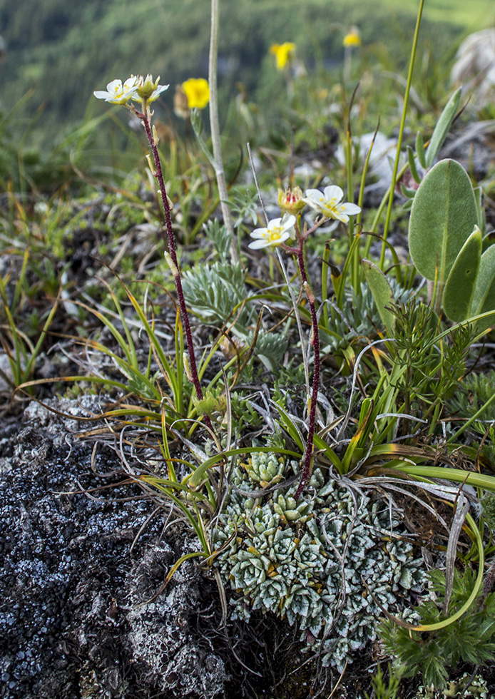 Image of Saxifraga cartilaginea specimen.