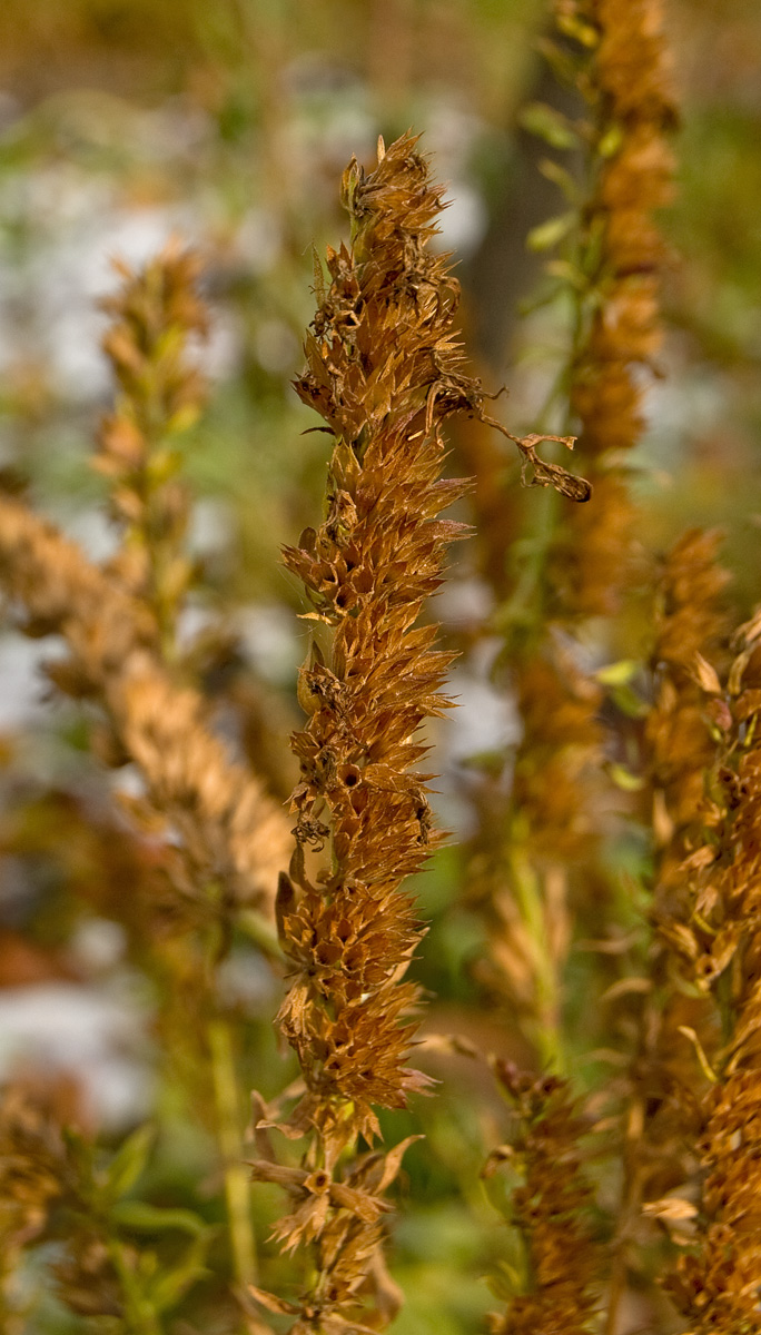 Изображение особи Hyssopus officinalis.