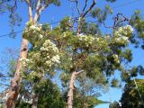 Angophora costata