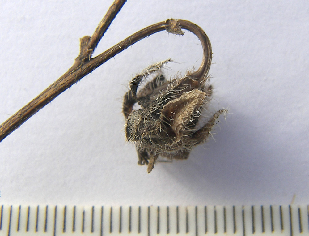 Image of Campanula hohenackeri specimen.