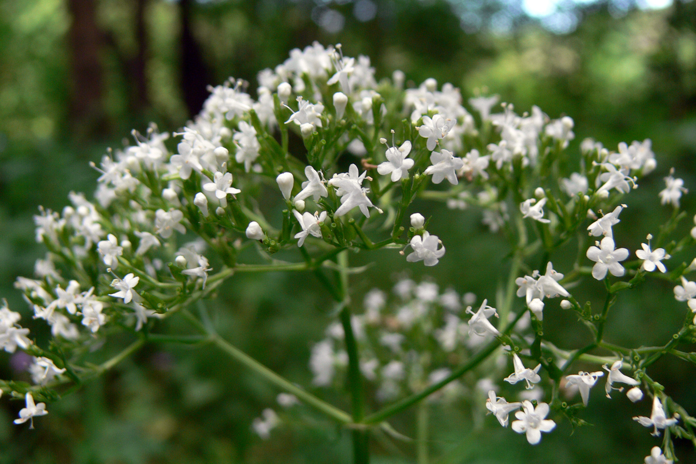 Изображение особи Valeriana wolgensis.