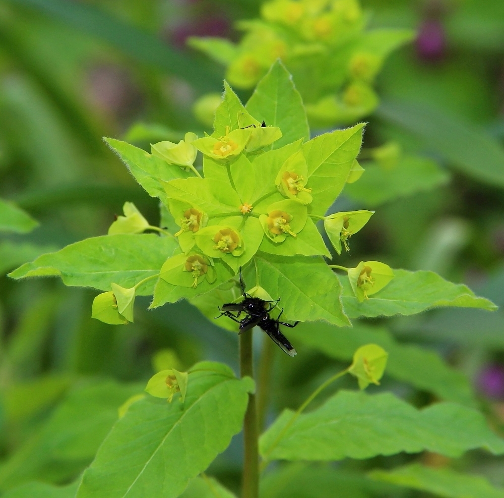 Изображение особи Euphorbia squamosa.