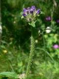 Campanula cervicaria. Верхушка побега с бутонами. Московская обл., Наро-фоминский р-н, близ стационара \"Малинки\". 06.07.2006.