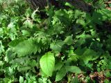 Cirsium oleraceum. Зацветающее растение. Беларусь, Гродненская обл., Новогрудский р-н, Ладеникский сельсовет, дер. Городечно, левый берег р. Валовка, черноольшаник крапиво-бодяковый. 19.08.2015.