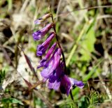 Vicia varia