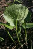 Ranunculus cassubicus