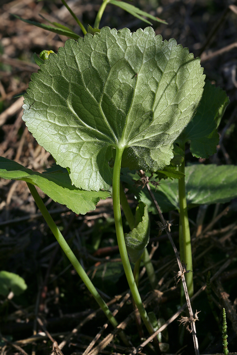 Изображение особи Ranunculus cassubicus.