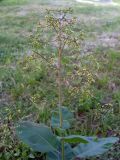 Cotinus coggygria