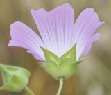 Malva punctata