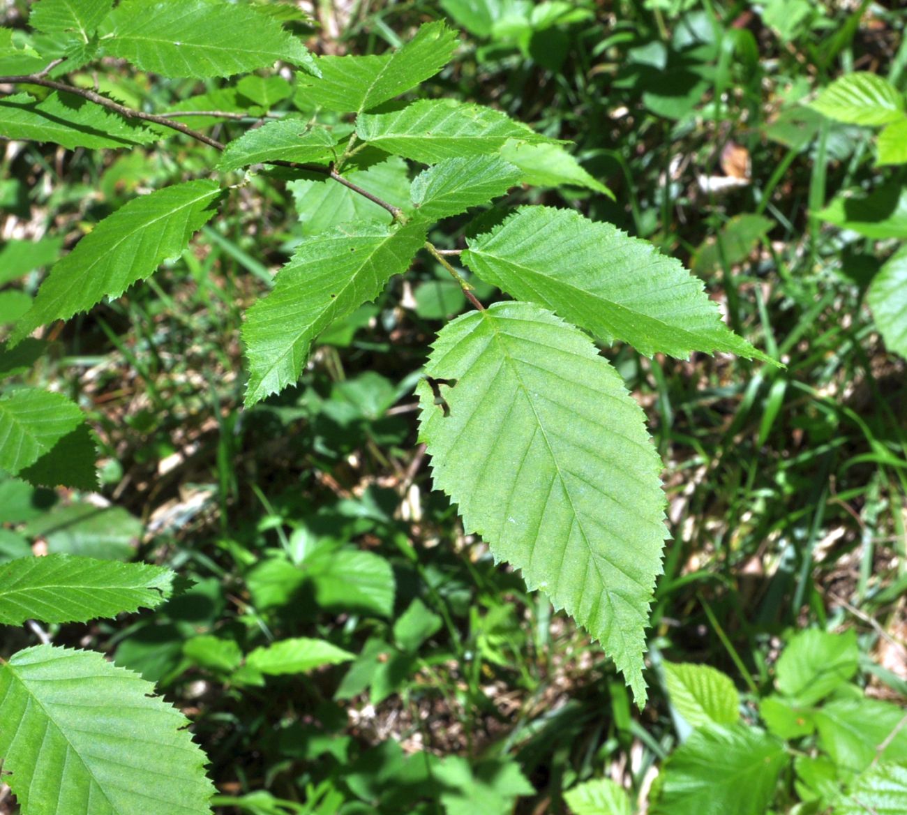 Изображение особи Carpinus betulus.