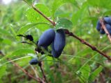 Lonicera edulis. Часть веточки с плодами. Магаданская обл., окр. г. Магадан, ост. \"Аммональная\", заболоченный луг. 04.08.2018.