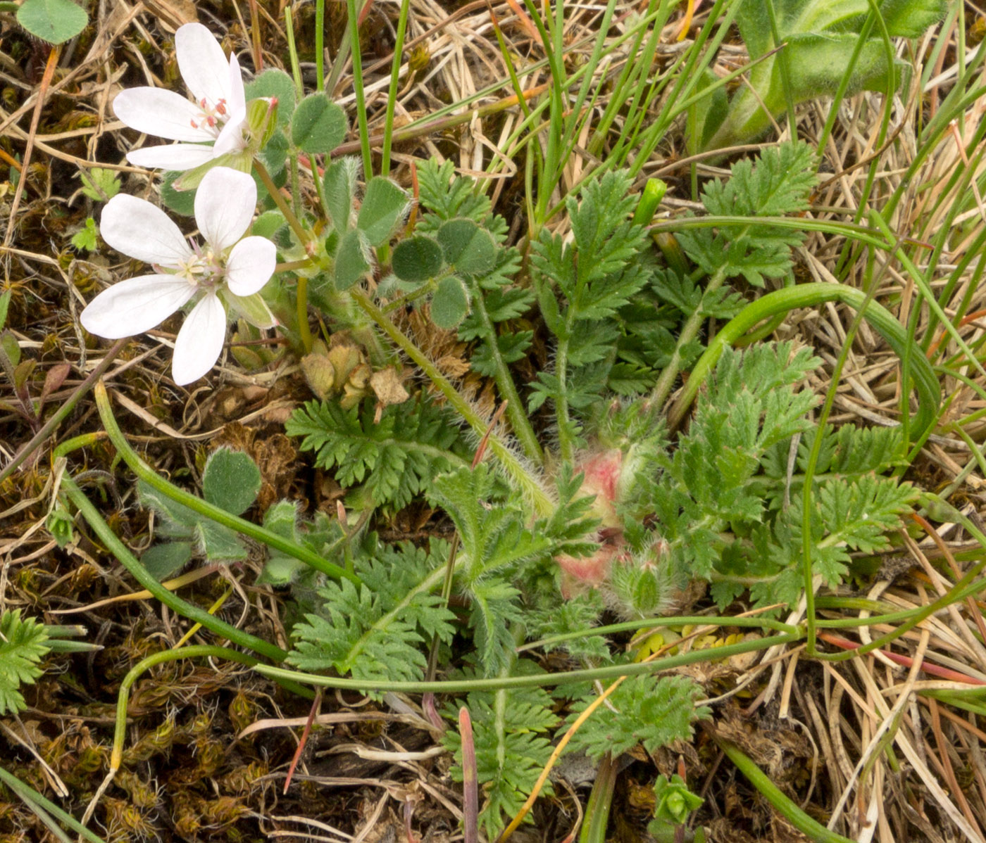 Изображение особи Erodium cicutarium.