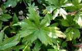 Astrantia major