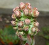 Sempervivum tectorum