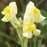 Linaria debilis