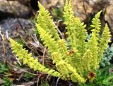 Woodsia glabella