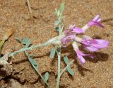 Astragalus подвид eupatoricus