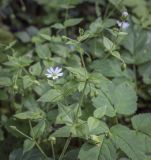 Myosoton aquaticum. Верхушка цветущего растения. Москва, ГБС, дендрарий. 31.08.2021.