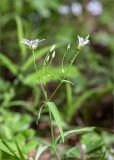 Stellaria holostea. Верхушка цветущего растения. Ленинградская обл., Кингисеппский р-н, Кургальский п-ов, смешанный лес. 30.05.2021.