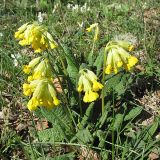 Primula macrocalyx