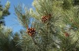 Pinus pallasiana