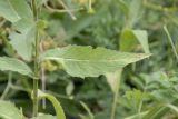 Centaurea abnormis