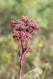 Hylotelephium triphyllum. Верхушка побега с соплодием. Нижегородская обл., Володарский р-н, окр. пос. Дубки; берег р. Ока, высокотравный луг. 15.09.2023.