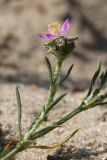 Spergularia rubra. Часть облепленной печинками веточки с цветком и бутоном. Беларусь, Витебская обл., дер. Сурмино, берег озера, суходольный луг на песке, низкотравный участок. 22.06.2023.