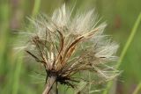 Hypochaeris radicata. Соплодие. Беларусь, Витебская обл., окр. пос. Езерище, выкашиваемый суходольный луг. 03.08.2023.