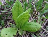 Primula vulgaris