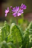 Primula patens