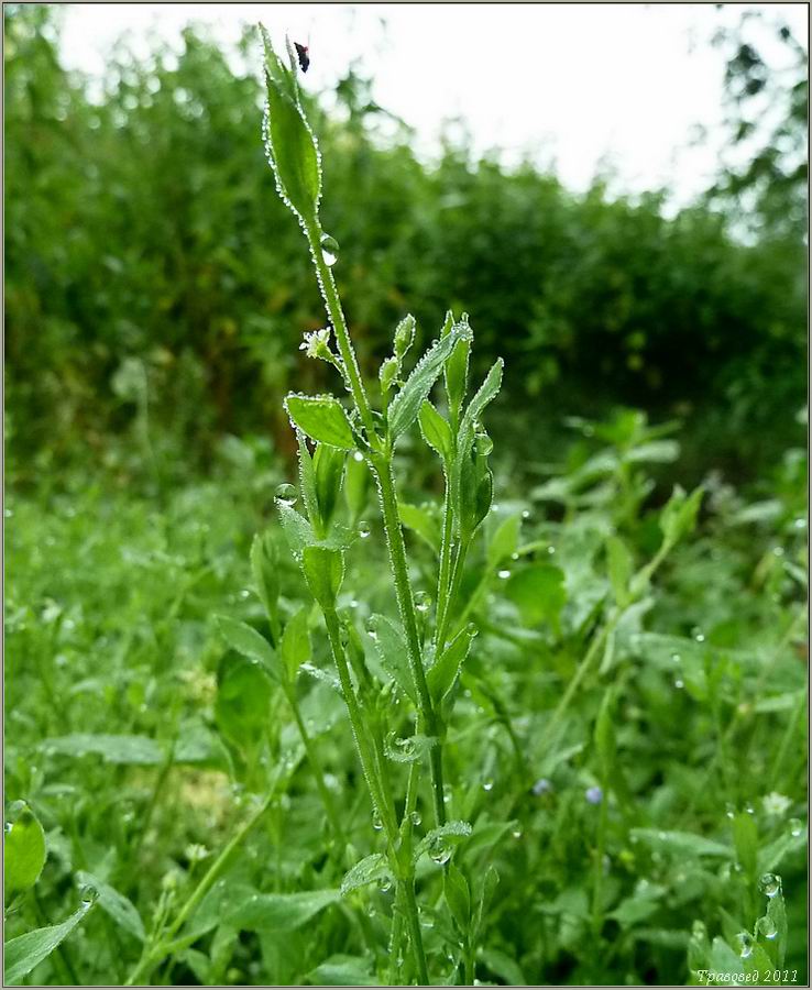 Изображение особи Stellaria alsine.