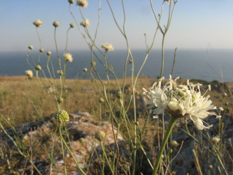 Изображение особи Cephalaria uralensis.