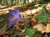 Crocus speciosus