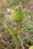 Melandrium latifolium. Верхушка побега с незрелым плодом-коробочкой. Крым, окраины г. Ялты. 25 мая 2012 г.