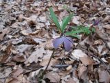 Helleborus purpurascens