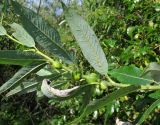 Salix dasyclados × S. myrsinifolia