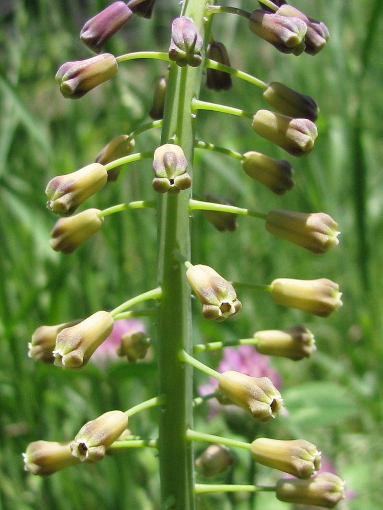 Изображение особи Leopoldia comosa.