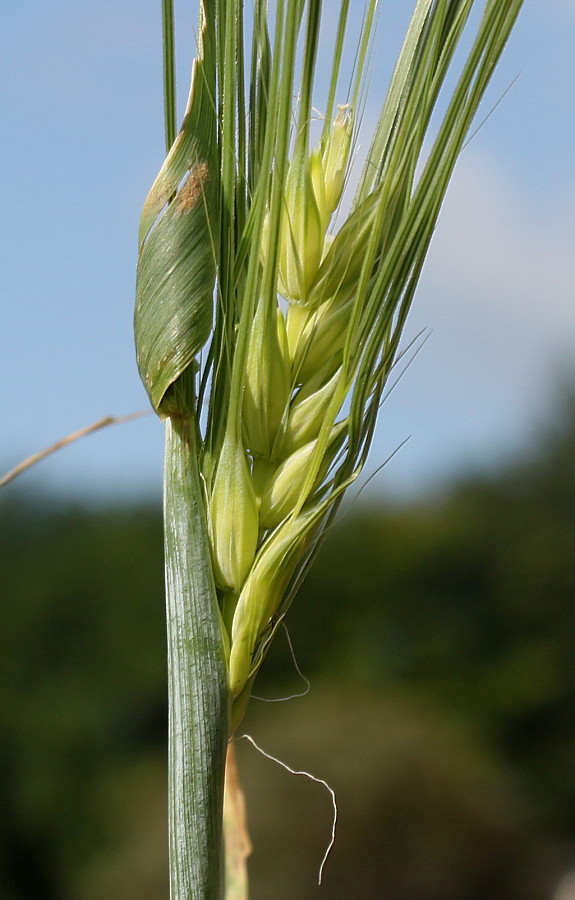 Изображение особи Hordeum vulgare.