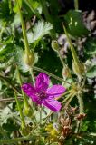 род Erodium. Цветок и невызревшие плоды. Германия, г. Essen, Grugapark. 29.09.2013.