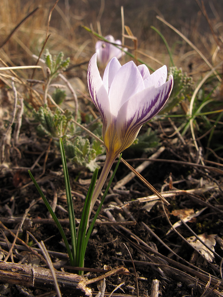 Изображение особи Crocus reticulatus.