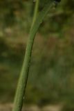 Papaver laevigatum