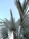 Bismarckia nobilis. Листья. Израиль, берег Мёртвого моря, Эйн Бокек, в культуре. 12.05.2014.