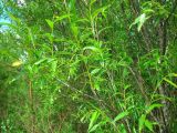 Salix acutifolia. Побеги. Удмуртия, Якшур-Бодьинский р-н, окр. дер. Селычка, зарастающие дюны. 11.07.2009.