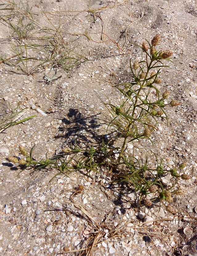 Изображение особи Plantago arenaria.