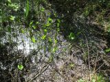 Calla palustris