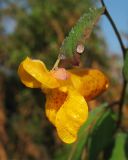 Impatiens capensis. Цветок. Нидерланды, провинция Drenthe, Eelde, берег канала Noord-Willemskanaal. 27 сентября 2009 г.