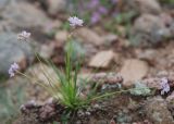 Allium bidentatum. Цветущее растение на степном склоне. Бурятия, окр. Улан-Удэ. 25.07.2009.