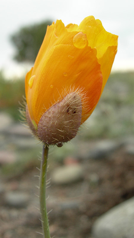 Изображение особи Papaver setosum.